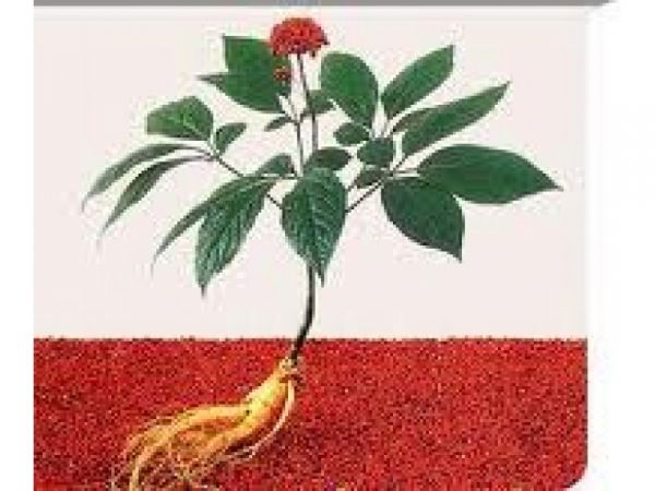 CAPSULA FLORA FORTE 60 UND.  GUARANÁ, AÇAÍ E JATOBÁ